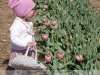 Mórahalom - tavaszi tulipánkert