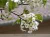 Virágzó tavaszi körtefa Gyulán