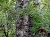 Gemenci–erdő, /LN. Fekete nyár, leg-leg faóriásunk törzskerület: 12 m