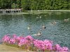 Hévízi-tó (állandó meleg vizű forrásokkal) Lótuszvirágokkal