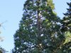 Szarvasi Arborétum, hegyi mamutfenyő és persze az egész Pepikert növényvilága