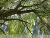 Nyitra folyó völgye, különlegesen szép és egyszerű fája