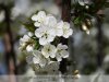 Derecskei Almáskert - tavasz, szépség, természet