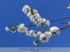 Derecskei Almáskert - tavasz, szépség, természet