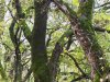Doboz - Szanazugi erdő a Holt Fekete–Körössel