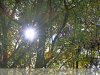 Dobozi erdő – napsütötte ősz 2020 novemberében II.