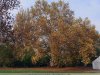 Gerla - Óriás platán, az év fája verseny 4. helyezett