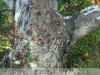 Gerla - Óriás platán, az év fája verseny 4. helyezett