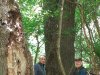 Gyula - Mályvádi erdő, kizöldült Őstölgyes 2021. május