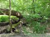 Gyula - Mályvádi erdő, kizöldült Őstölgyes 2021. május