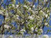 Gyula - tavaszi virágcsokor
