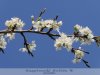 Gyula - tavaszi virágcsokor