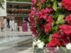 Gyulai virágok, EU versenyre készülve