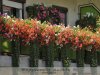 Gyulai virágok, EU versenyre készülve