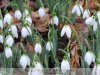 Gyulán tavasz van - Hóvirág január 30-án.