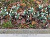 Gyulán tavasz van - Hóvirág január 30-án.