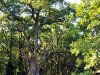 Mezőgyán - Vátyon erdő tölgy