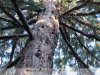 Szarvasi  Arborétum -  Mammutfenyő 
