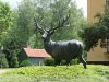 Karapancsa - magyar világelső gím bika trófea