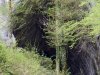 Királyerdő - Mézgedi cseppkőbarlang
