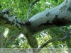 Körmend az Év fája, a 200 éves Óriásplatán