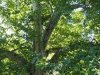 Körmend az Év fája, a 200 éves Óriásplatán