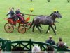 Mezőhegyesi lovas VB. Fogathajtó verseny - megnyitó