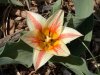 Mórahalom - tavaszi tulipánkert