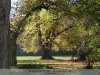 Szabadkígyós - A Wenckheim kastély parkja - őszi színekben.