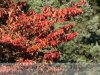 Szarvas - őszi arborétum