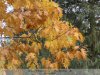 Szarvasi Arborétum - őszi színekkel
