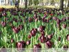 Temesvári - tulipánok
