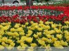 Temesvári - tulipánok