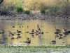 Tiszaalpár - Nagy-tó környéke és a madarak
