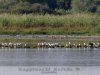 Tiszaalpár - Nagy-tó környéke és a madarak