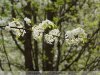 Virágzó tavaszi körtefa Gyulán
